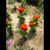 Zinnia Hybride - Zesty ecarlate (fam Composees, Asteracees) (1)